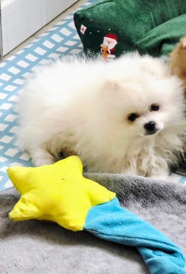 Les chiots de Spitz allemand