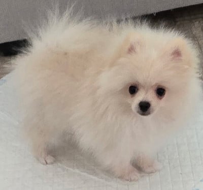Spitz allemand