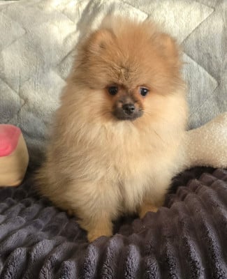 Chiot N°2 - Spitz allemand