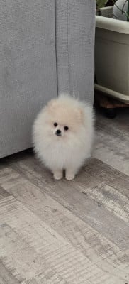 Les chiots de Spitz allemand