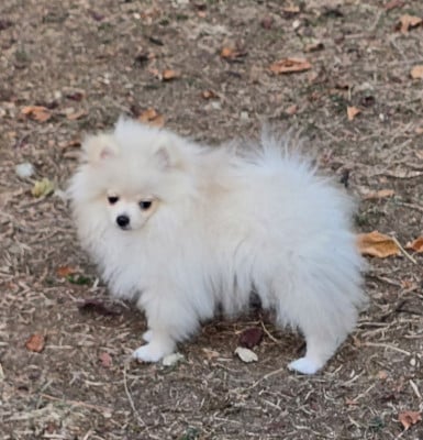 Les chiots de Spitz allemand