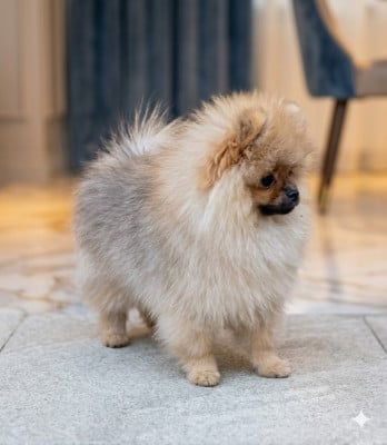 Les chiots de Spitz allemand