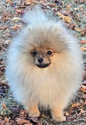 Les chiots de Spitz allemand