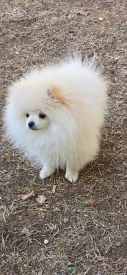 Les chiots de Spitz allemand