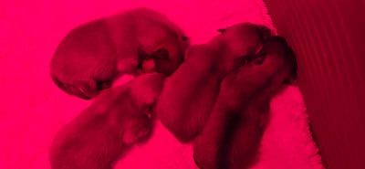 Les chiots de Spitz allemand