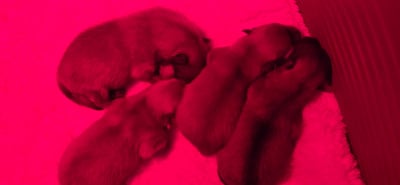 Les chiots de Spitz allemand
