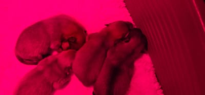 Les chiots de Spitz allemand