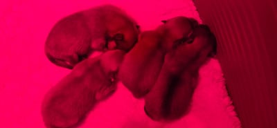 Les chiots de Spitz allemand