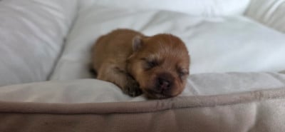 Les chiots de Spitz allemand