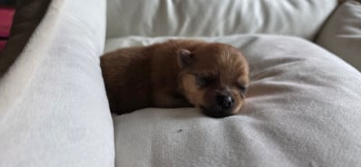 Les chiots de Spitz allemand
