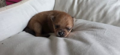 Les chiots de Spitz allemand