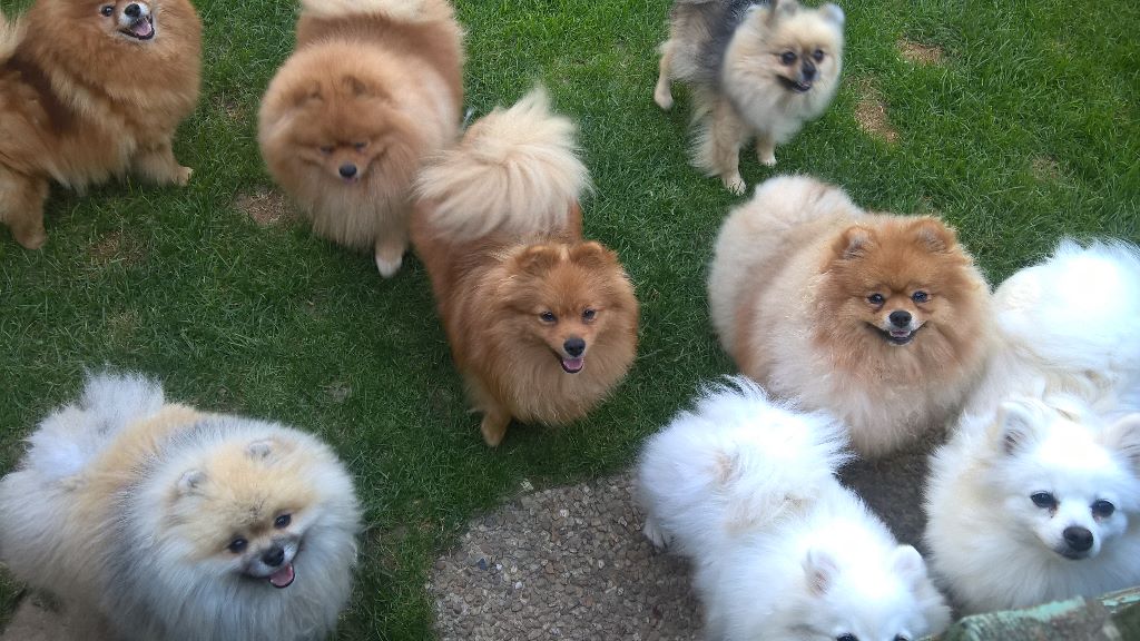 Accueil Elevage Des Jardins De Mesoz Eleveur De Chiens Spitz Allemand