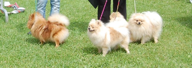 Halynaye beauty du jardin de Mesoz - 1 ere excellent inter autre couleur