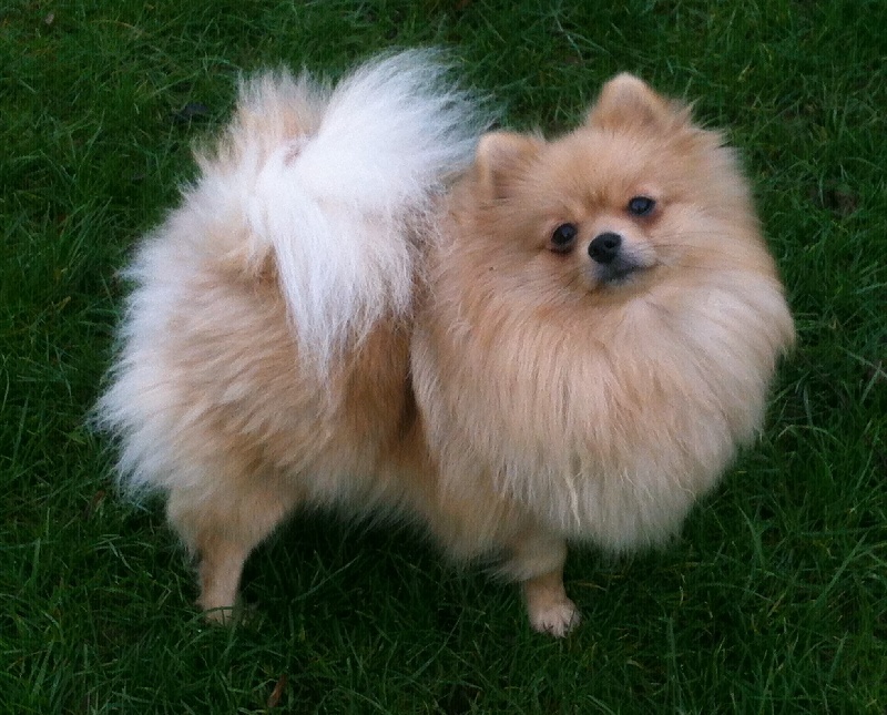 Halynaye beauty du jardin de Mesoz - cacs. cacib 1ere Excellent