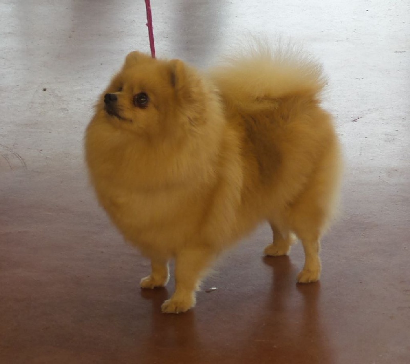 Halynaye beauty du jardin de Mesoz - 1 ere excellent classe ouverte RCACS