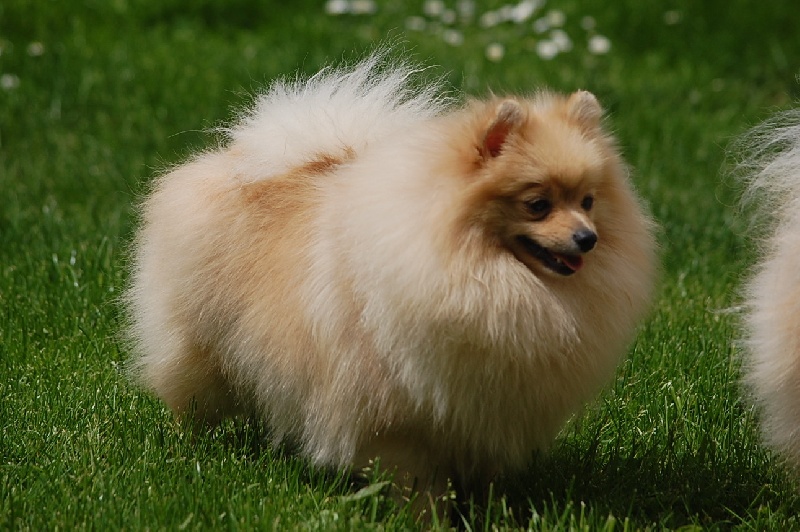 Halynaye beauty du jardin de Mesoz - MEILLEURS PUPPY