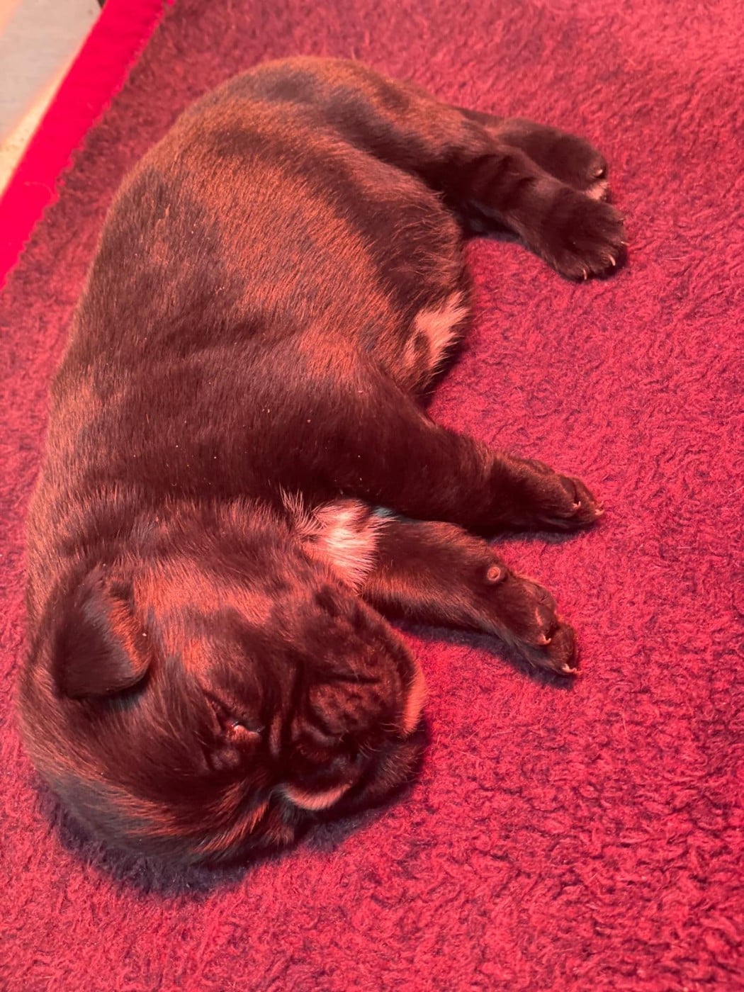 Baya de l' Ultyme Shark