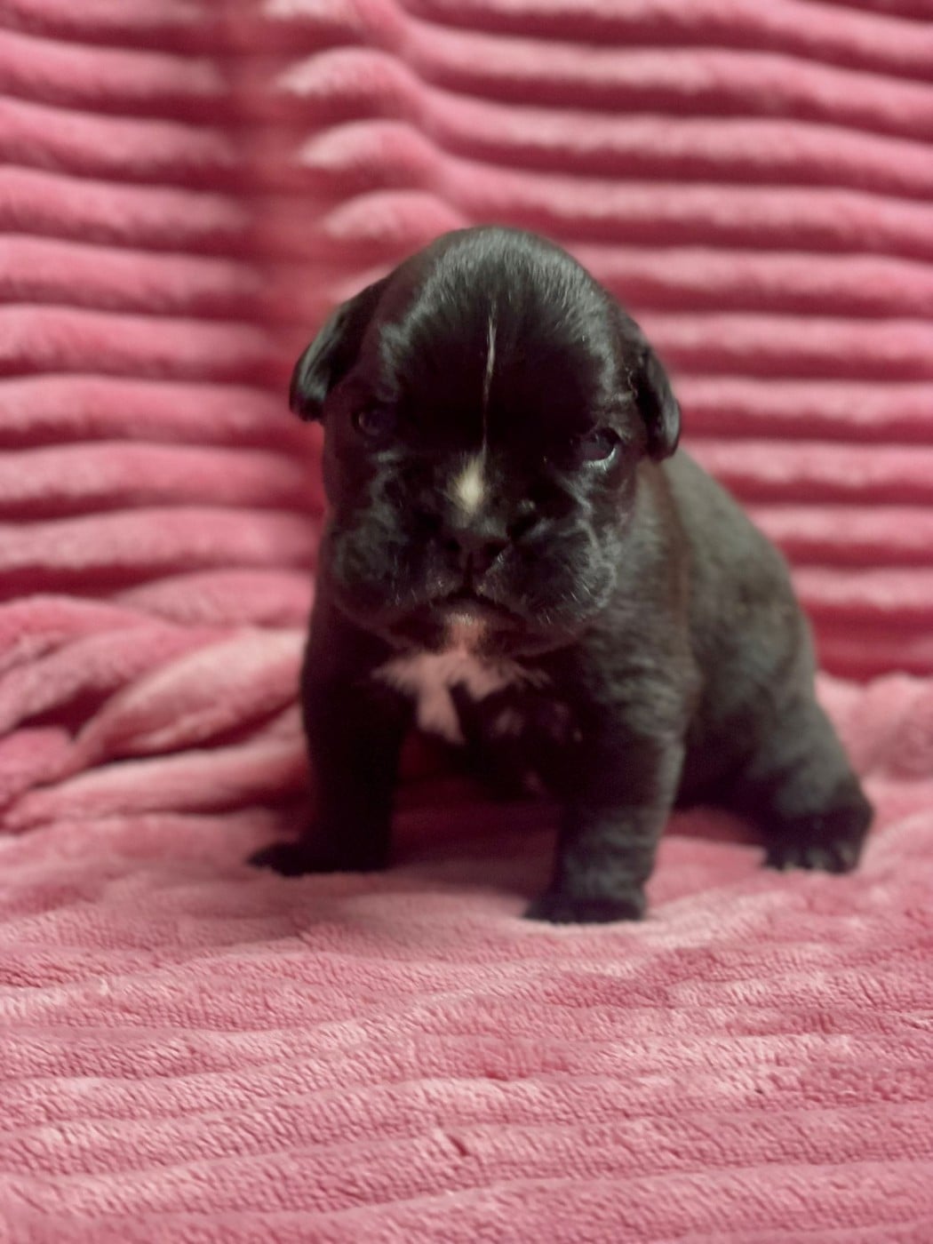 Baya de l' Ultyme Shark