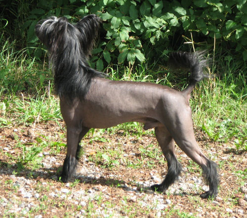 Publication : Du domaine du president Auteur : Legends