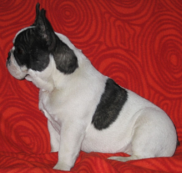 Publication : Du tertre noir Auteur : duchaussoy regis