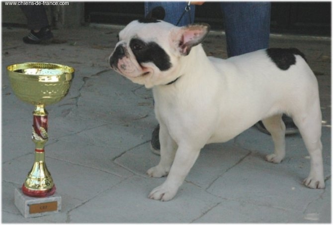 Absinth Du tertre noir - 1er EXC. intermédiaire