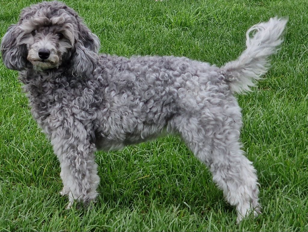 Une antoinette des Loves De Celia