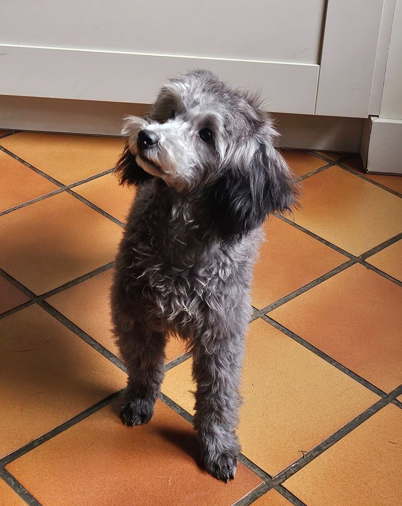 Une antoinette des Loves De Celia