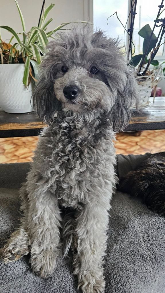 Une antoinette des Loves De Celia