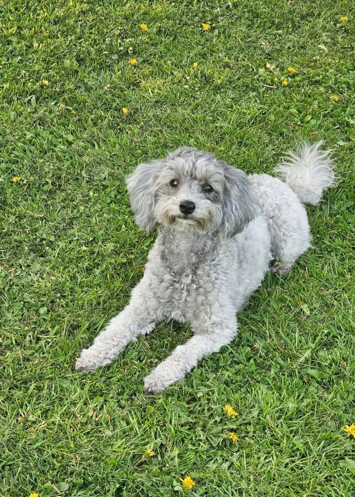 Une antoinette des Loves De Celia