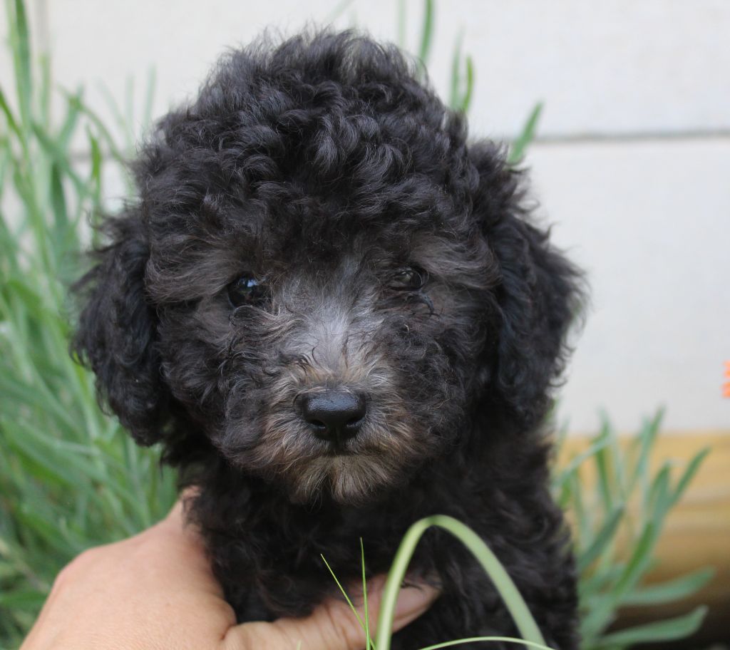 Une antoinette des Loves De Celia