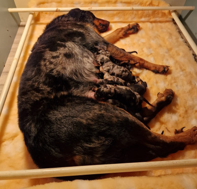 Les chiots de Berger de Beauce