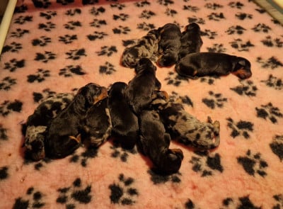 Les chiots de Berger de Beauce