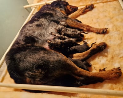 Les chiots de Berger de Beauce