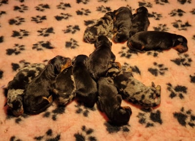 Les chiots de Berger de Beauce