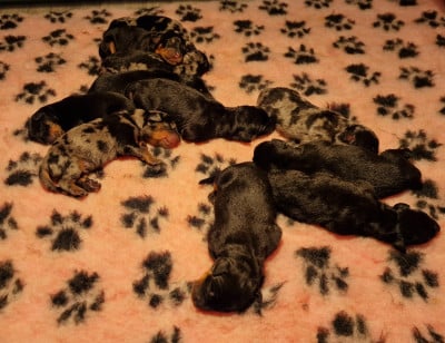 Les chiots de Berger de Beauce