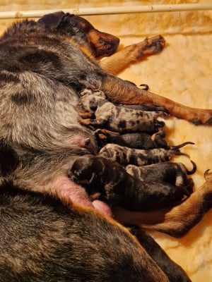 Les chiots de Berger de Beauce
