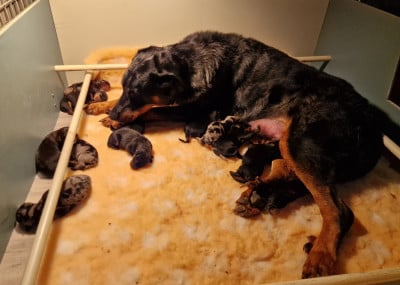 Les chiots de Berger de Beauce