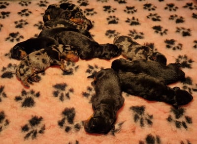 Les chiots de Berger de Beauce