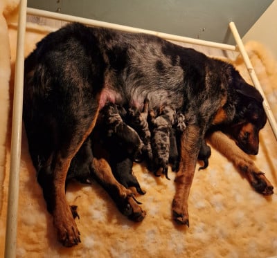 Les chiots de Berger de Beauce