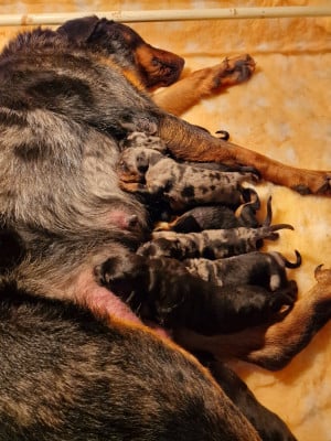 Les chiots de Berger de Beauce