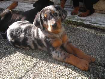 Accueil Elevage Du Jardin D Elisee Eleveur De Chiens Berger De Beauce