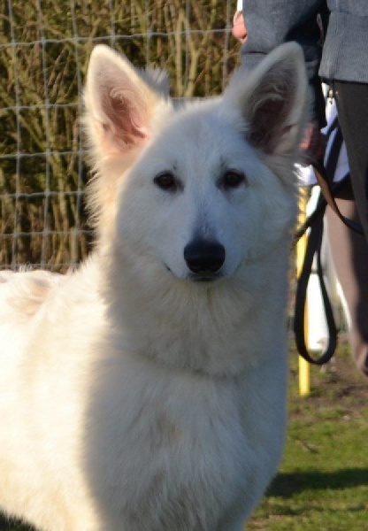 Publication : de Dame Midnight Auteur : Cnudde Carole