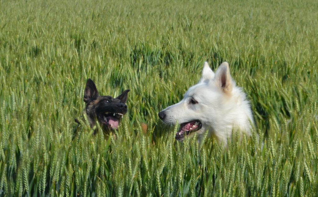 Publication : de Dame Midnight Auteur : Carole cnudde