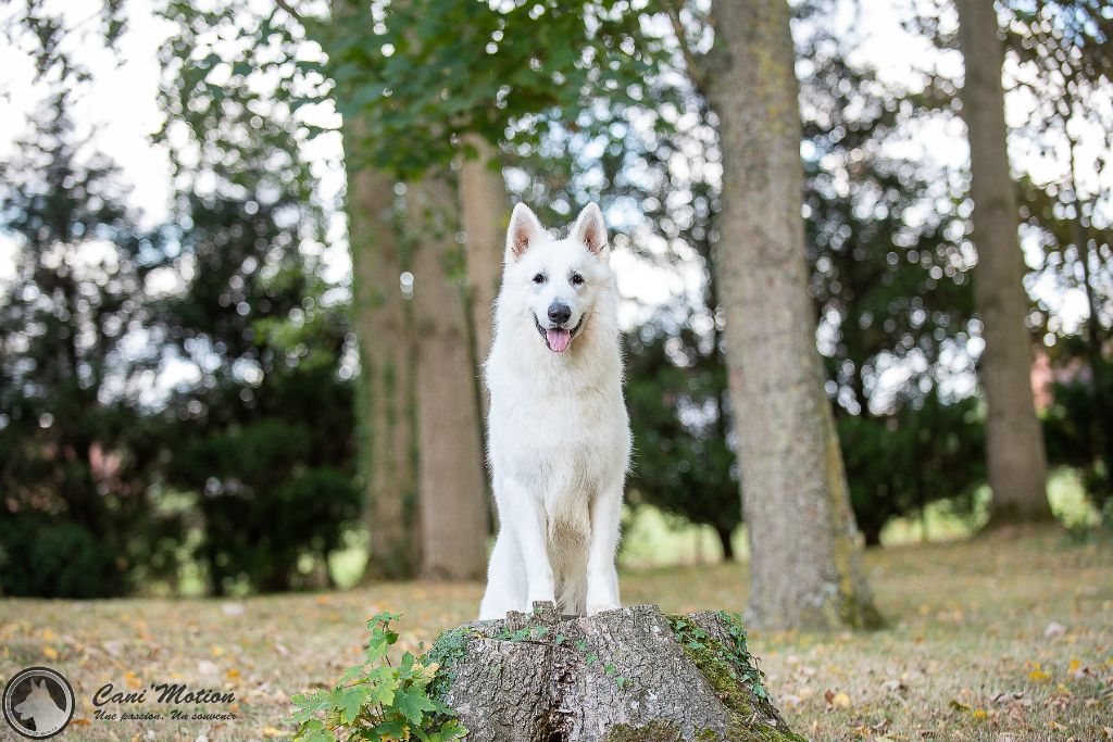 Publication : de Dame Midnight Auteur : Carole cnudde
