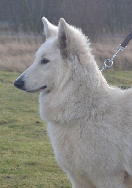 Publication : de Dame Midnight Auteur : Cnudde Carole