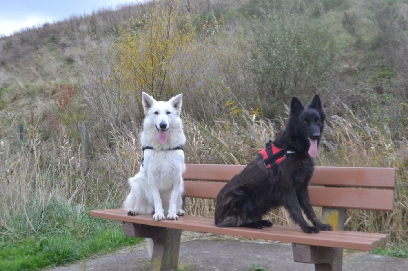 Publication : de Dame Midnight Auteur : Cnudde Carole