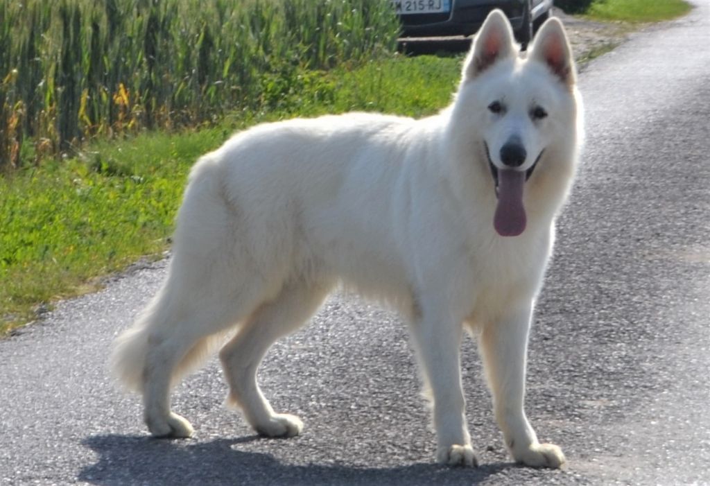 Publication : de Dame Midnight Auteur : Carole cnudde