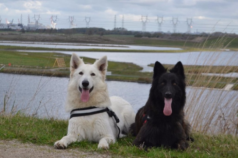 Publication : de Dame Midnight Auteur : Cnudde Carole