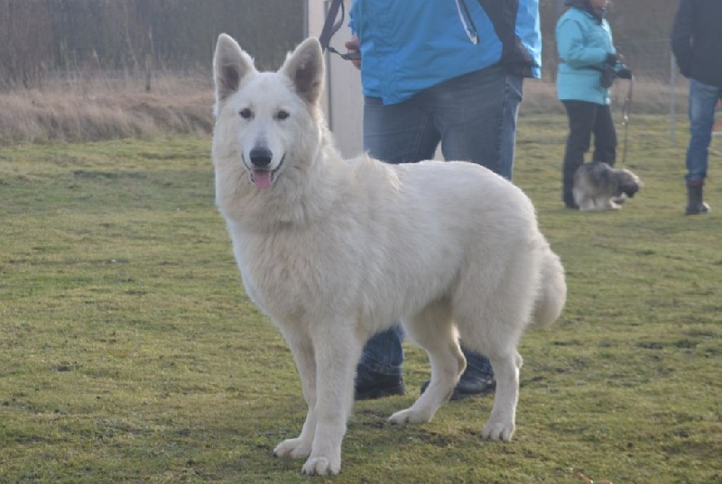 Publication : de Dame Midnight Auteur : Cnudde Carole