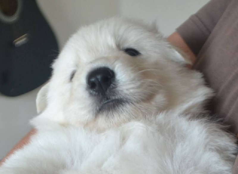 Publication : de Dame Midnight Auteur : Cnudde Carole